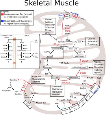 Dimming the Powerhouse: Mitochondrial Dysfunction in the Liver and Skeletal Muscle of Intrauterine Growth Restricted Fetuses